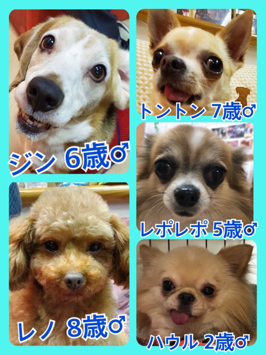 🐾今日の里親様募集中ワンコ🐶メンバーです🐾2020,2,14